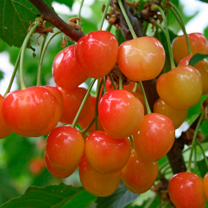 Черешня Орловская розовая, 2-летка Gv 