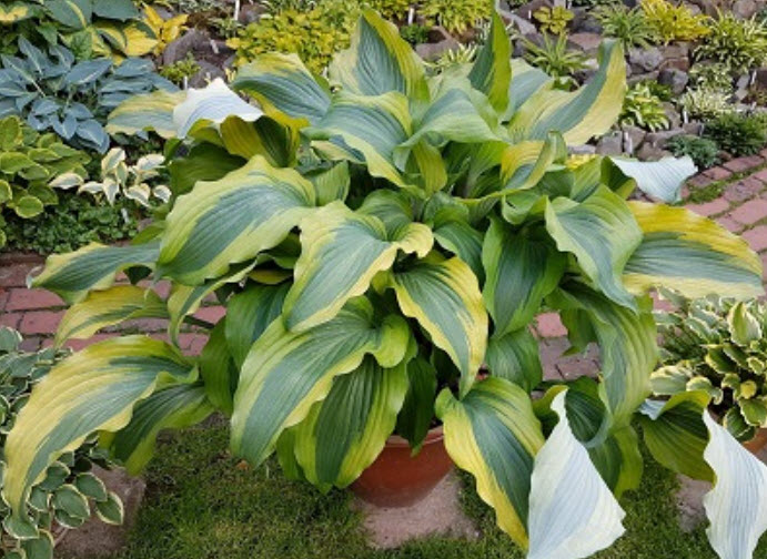 Корневище Хоста гибридная Манки Бизнес 1шт. Поиск 