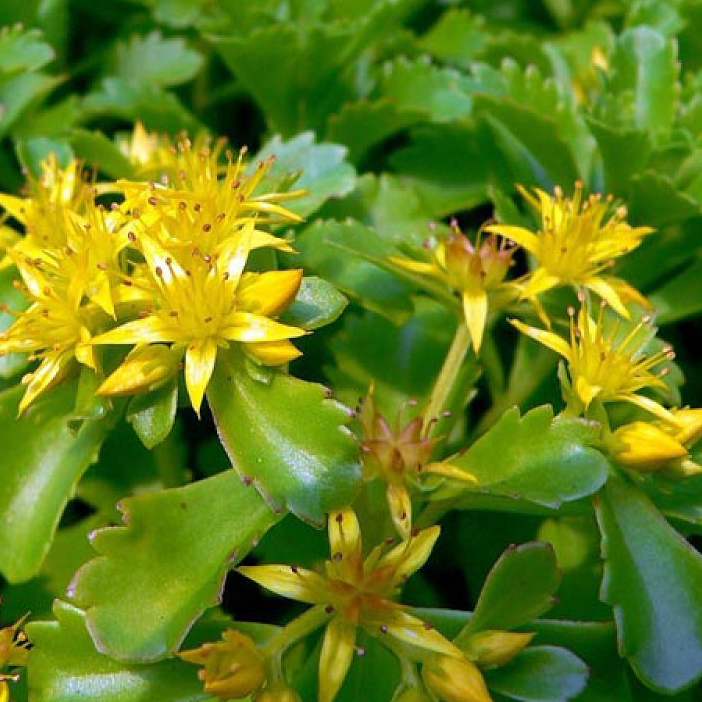 Очиток камчатский р9 Sw 