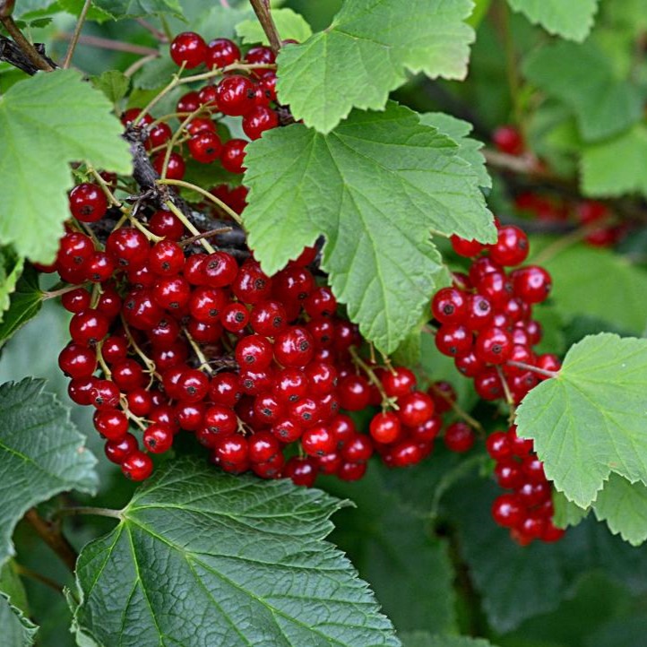 Смородина красная Ранняя сладкая v 5 Tim 