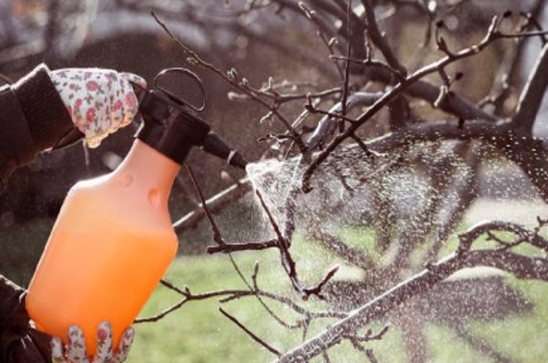 Опрыскайте сад от вредителей и болезней 