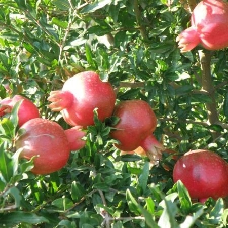 Гранат Гулейша розовая v7 100-140 Lav 