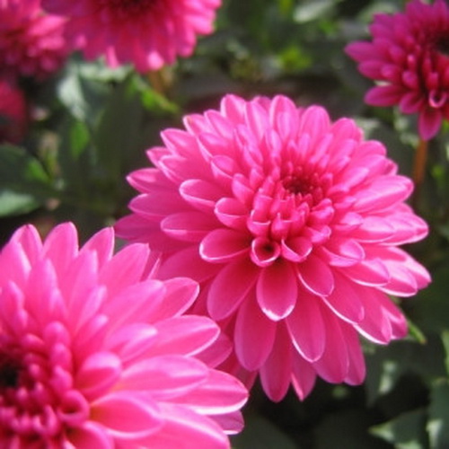 Клубень Георгина Чики Глоу, 1шт/уп 