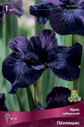 Кореневище Ирис сибирский Пёплишес 1шт Поиск 
