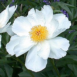 Я_Пион Кринклед вайт Tim 