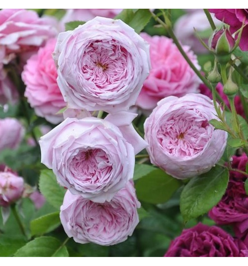 Роза английская Спирит оф Фридом v5 Lav 