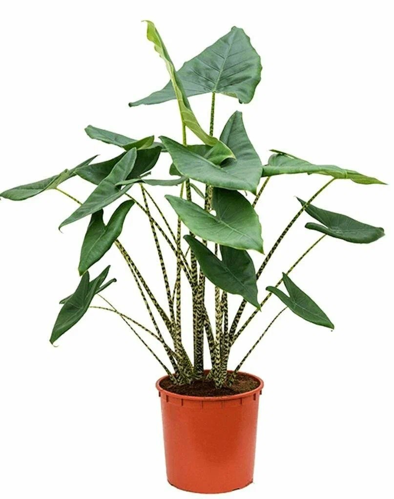 Алоказия Зебрина d7 h35 