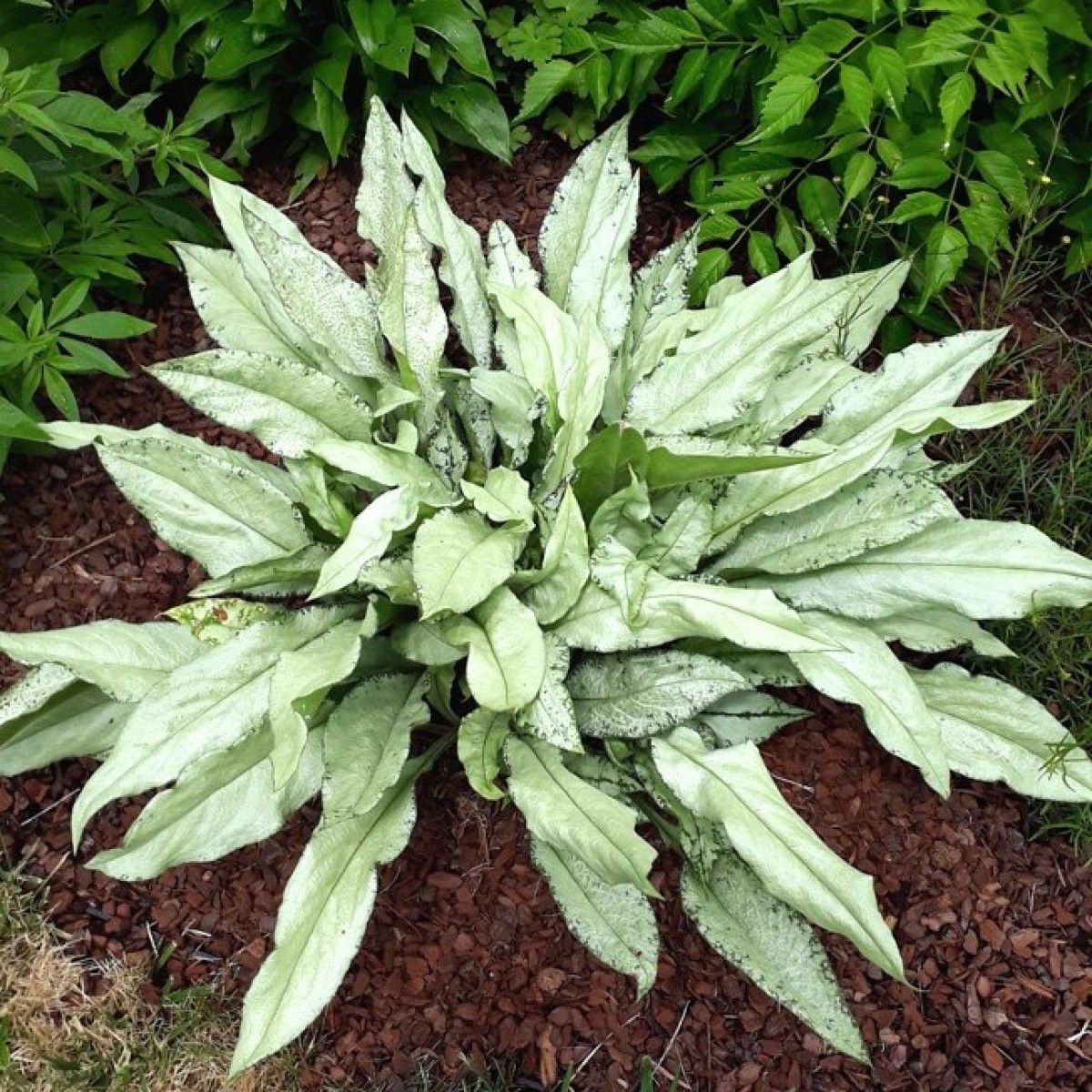 Медуница гибридная Мажесте v2 Tim 