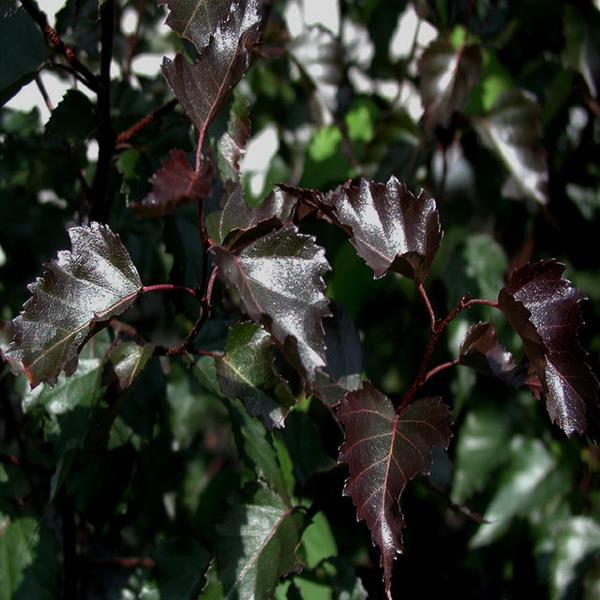 Берёза плакучая Роял фрост с7,5 Kur 