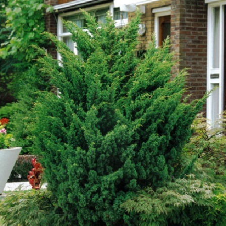Image result for bluepoint junipers height Blue point juniper, Seaside garden, B