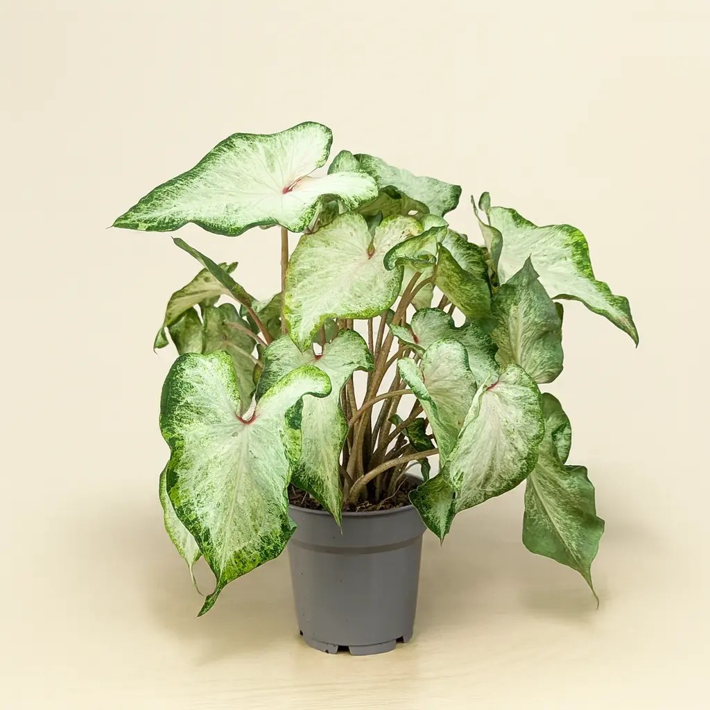 Каладиум белый d12 h25 