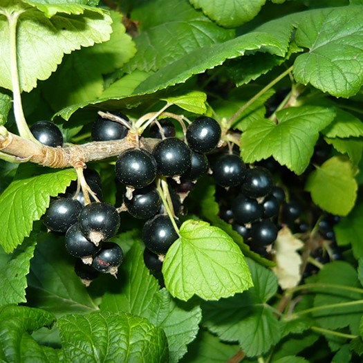 Смородина Черный жемчуг, черная v5 Tim 