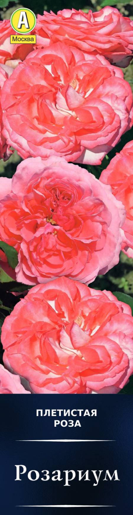 Роза плетистая Розариум в коробке Аэлита 