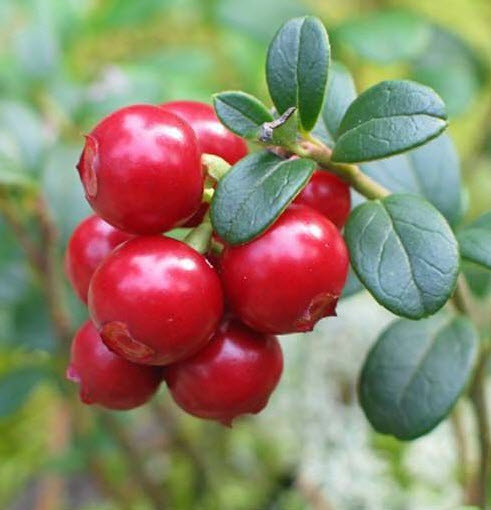 ОсновноеИзображение