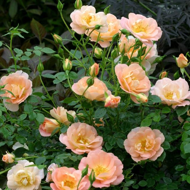 Роза полиантовая ПАРФЮМ КИССЕС v7 Fr 