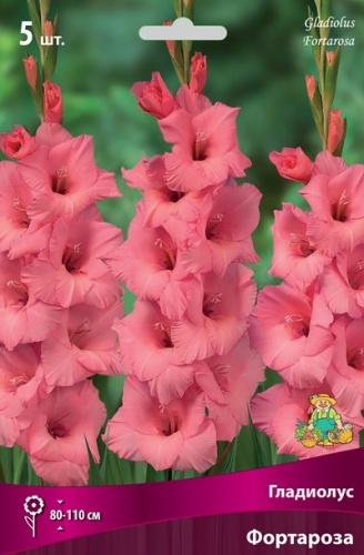 Клубень Гладиолус крупноцветковый Фортароза 10/12 5шт Поиск 