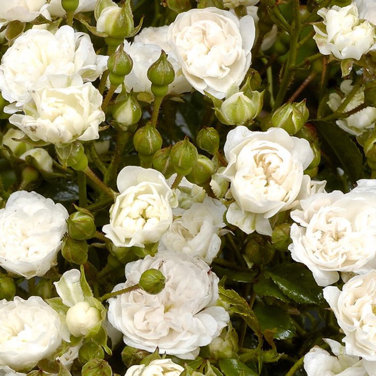 Роза корнесобственная полиантовая Вайт Фейри v5 Tim 