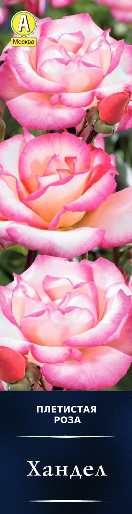 Роза плетистая Хандел в коробке Аэлита 