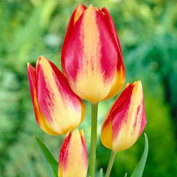 Луковица тюльпан Флорет 11/12, 5 шт/уп 