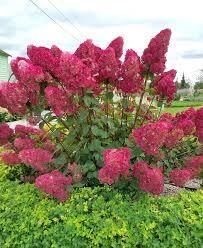 Гортензия метельчатая Самарская Лидия v15 30-40 YP 