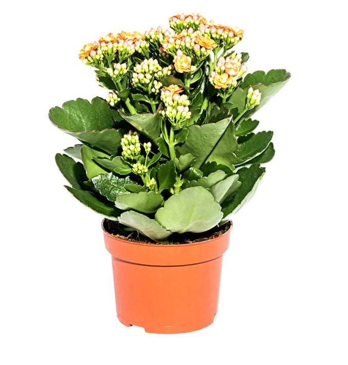 Каланхое Каландива микс d12 h25 