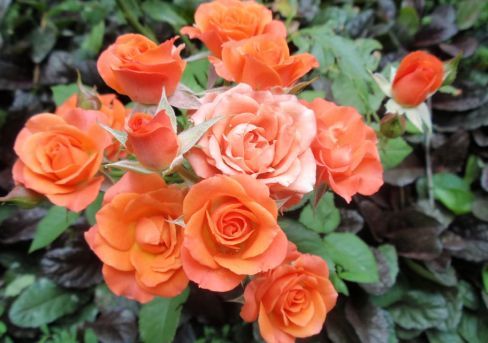 Роза спрей Алегрия C3,5 Н25-45 ЦО 