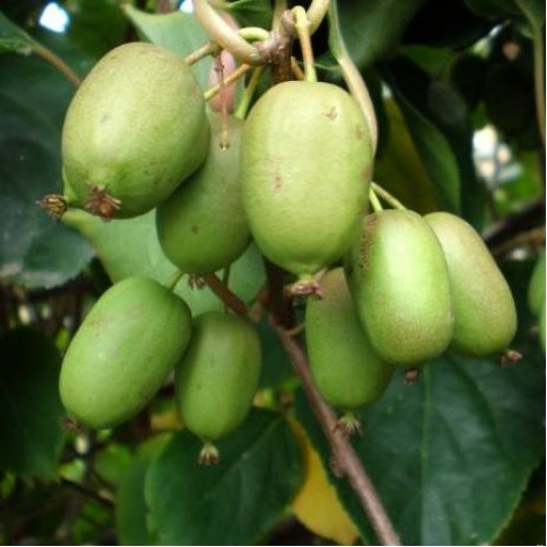 Актинидия аргута Рогов v2-3 Tim 