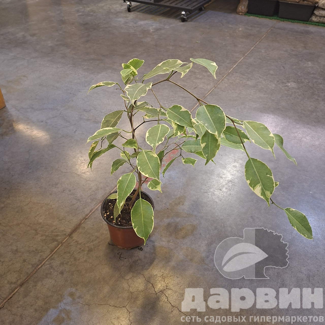 Фикус Бенджамина Саманта д12 Тим (3)