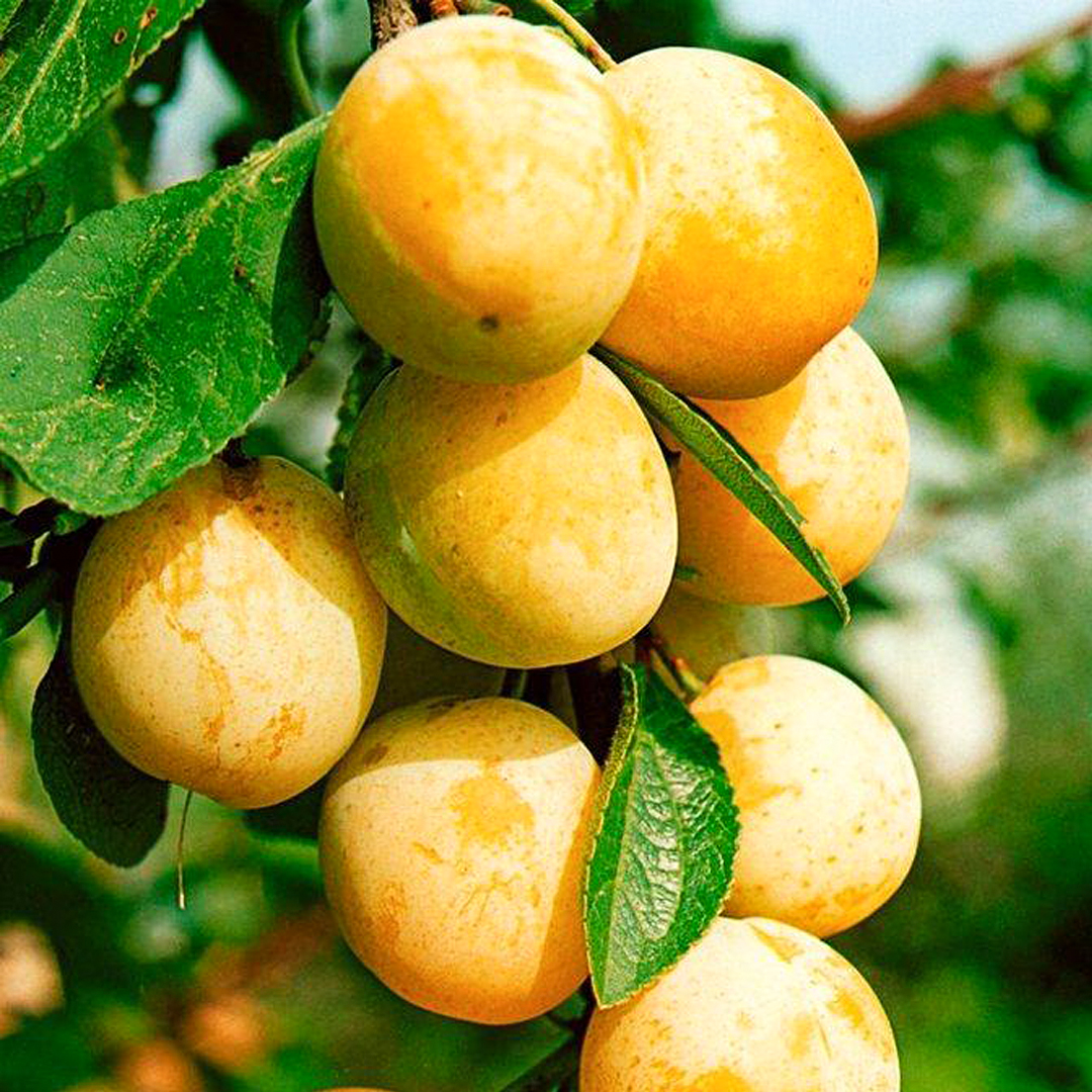 Алыча пирамидальная Мирабелла С10 Н120-140 ЦО по цене  Алыча пирамидальная Мирабелла С10 Н120-140 ЦО