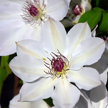 Клематис Мария Качинска v2 