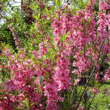 Prunus tenella 'Fire Hill' Р23, 80см 