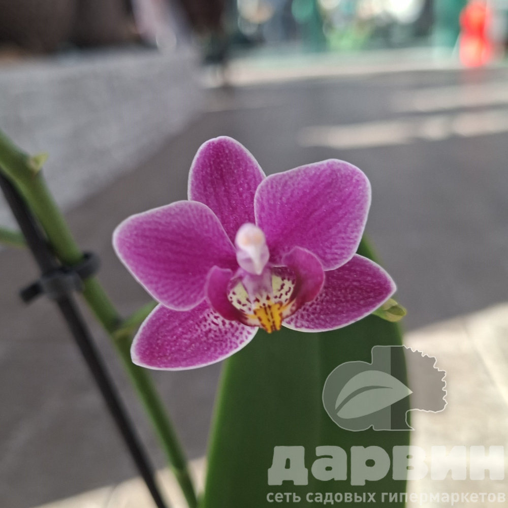 Фаленопсис Литл Колибри 1 ствол d9 h40 