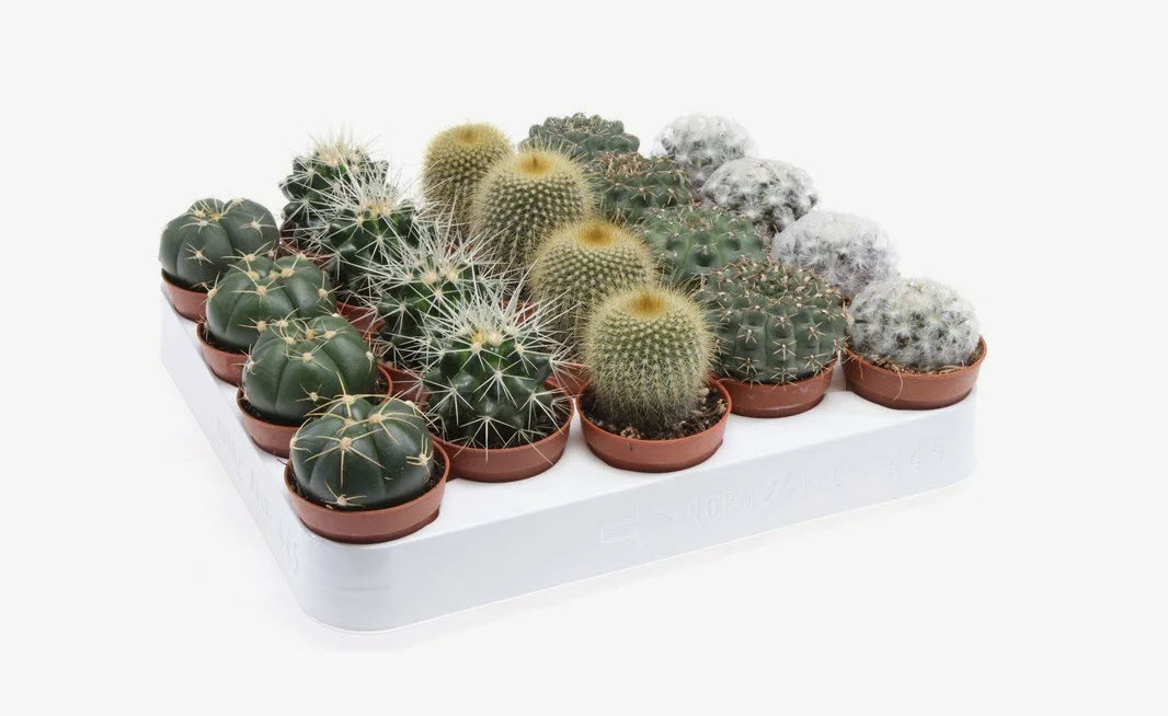 Кактус микс d5 h10 ЯР 