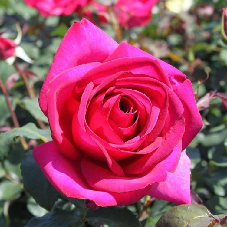 Роза чайно-гибридная Пароле 5л Dem 