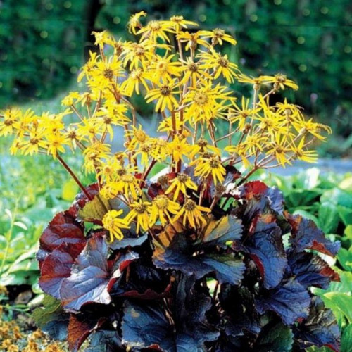 Бузульник Дарк Бьюти v2 Tim 