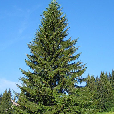 Ель обыкновенная 80-100см 