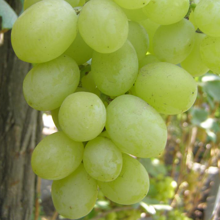 Виноград плодовый Надежный желтый  в коробке, Tim 