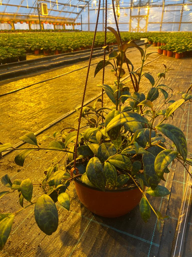 Эсхинантус d23 Tim 