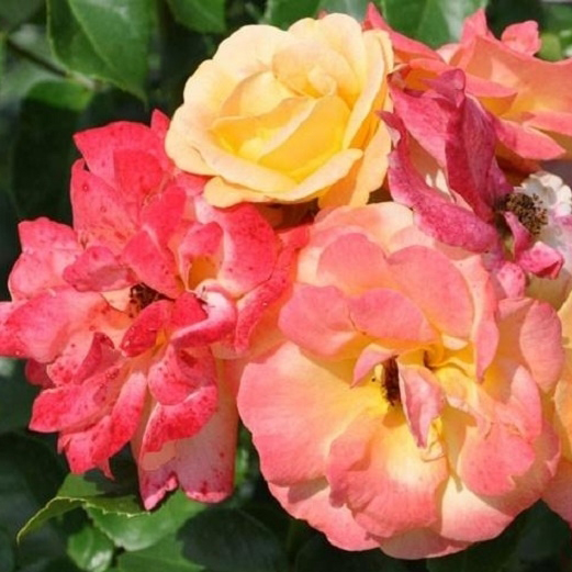 Роза флорибунда Циган в коробке ZP 