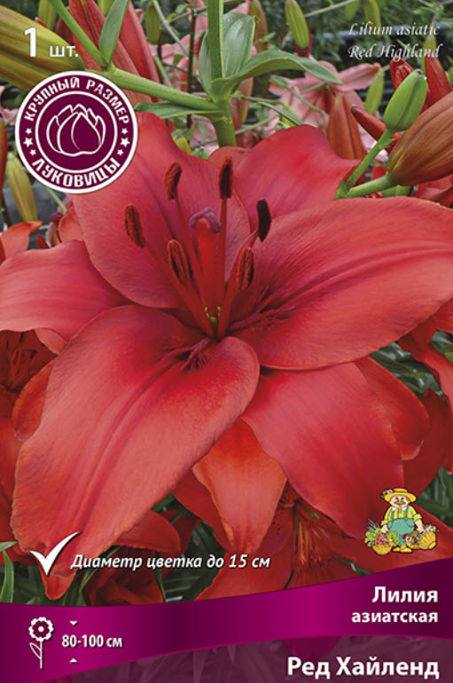 Луковица Лилия азиатская Ред Хайленд  14/16 1шт. Поиск 