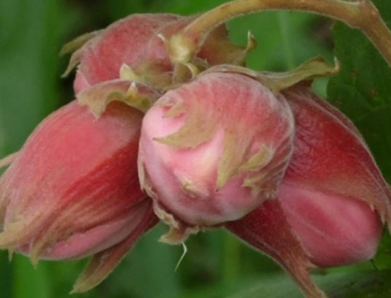 Орех Фундук академика Яблокова v5 ХР 