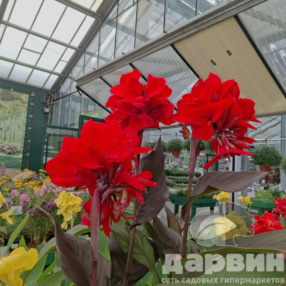 Канна в ассортименте v3 Tim 