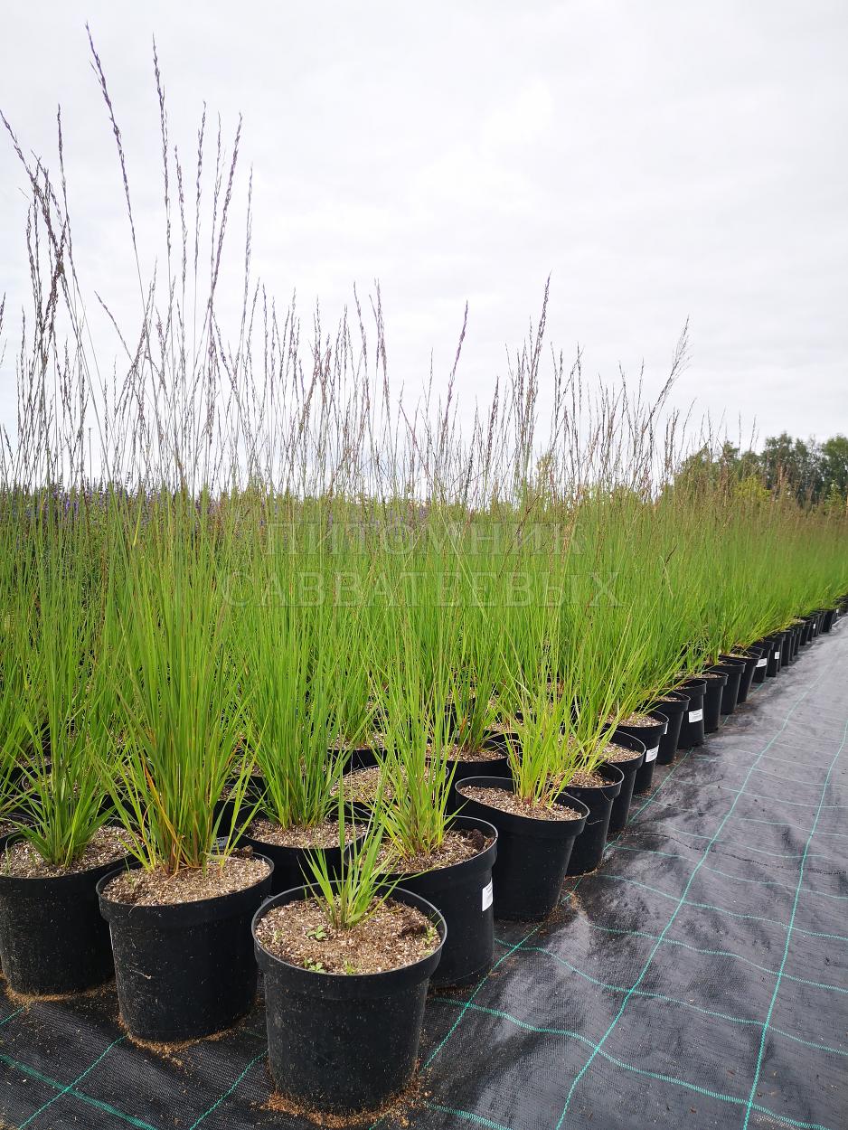 Молиния Хейдебраут v3 Lav 