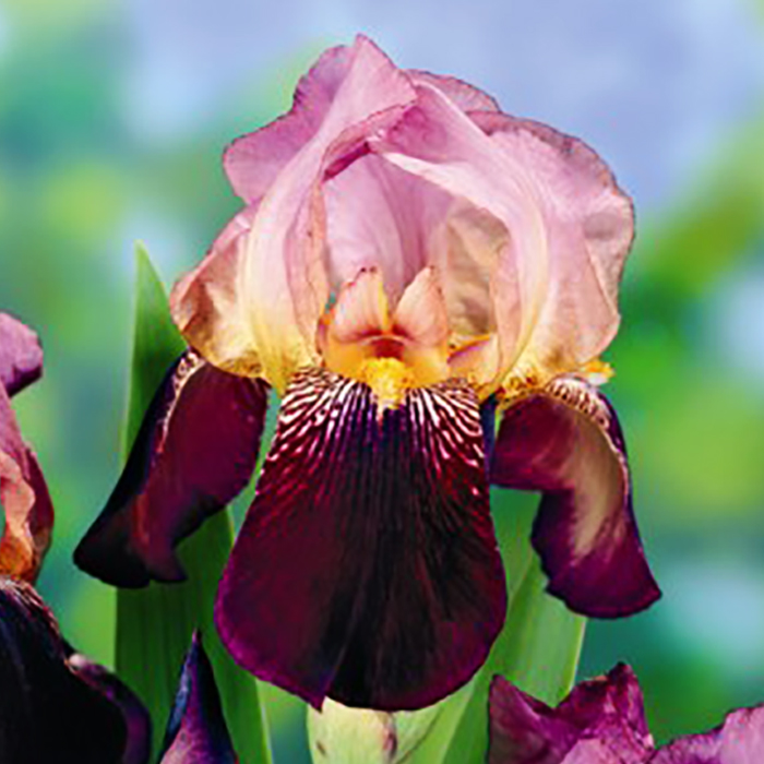 Корневище Ирис Амбассадор, 1шт/уп 