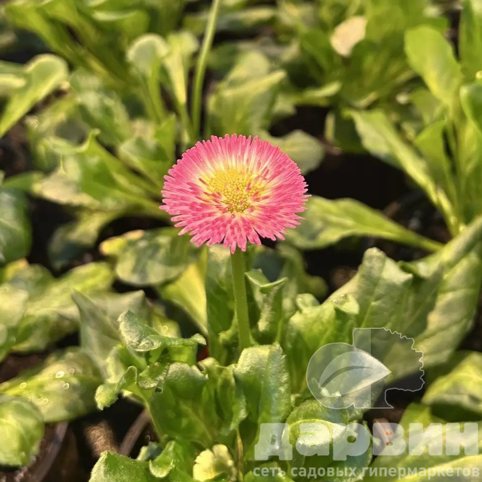 Маргаритка d10 Tim 