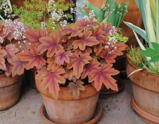 Гейхерелла Свит Ти ,С2 ЦО 