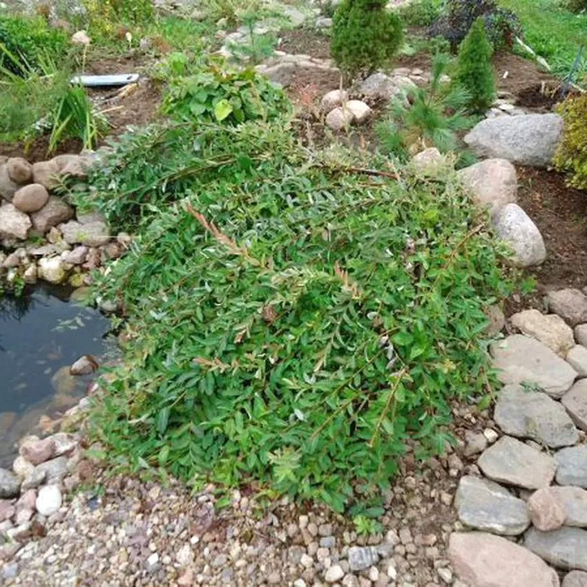 Ива ползучая Грин Карпет v2 Lav 