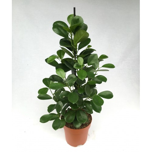 Фикус микрокарпа Моклейм d23 h60 Tim 