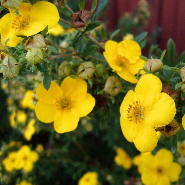 Лапчатка Голдфингер с5/30-40 UL 