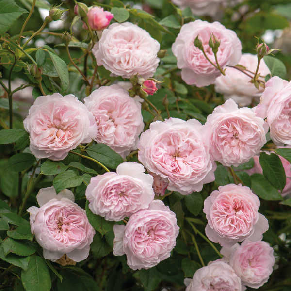 Роза английская THE ALBRIGHTON RAMBLER Р25, Tim 